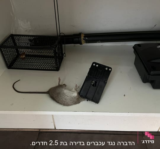 מלכודת עכברים עם עכבר מת ליד קופסה שחורה